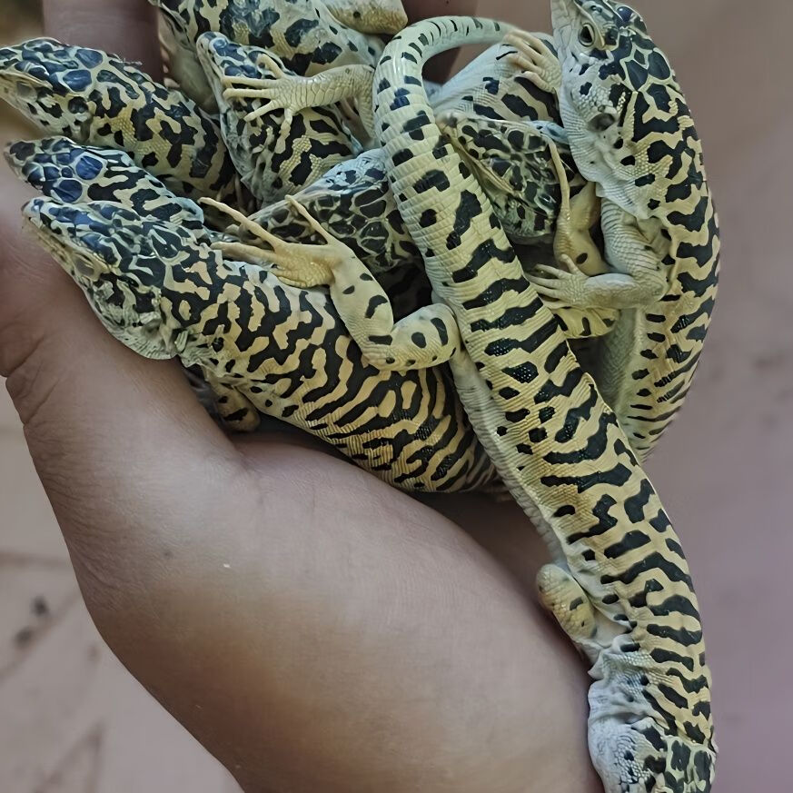 虎纹捷蜥豹纹守宫鬃狮苗子沙漠宠物活的可爱不咬人学生懒人 灰色虫纹1