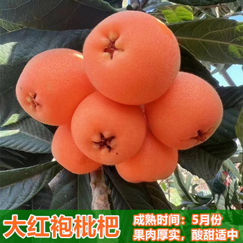 五星枇杷果树苗盆栽地栽嫁接白玉枇杷苗树南北方种结果苗 大红 大红袍