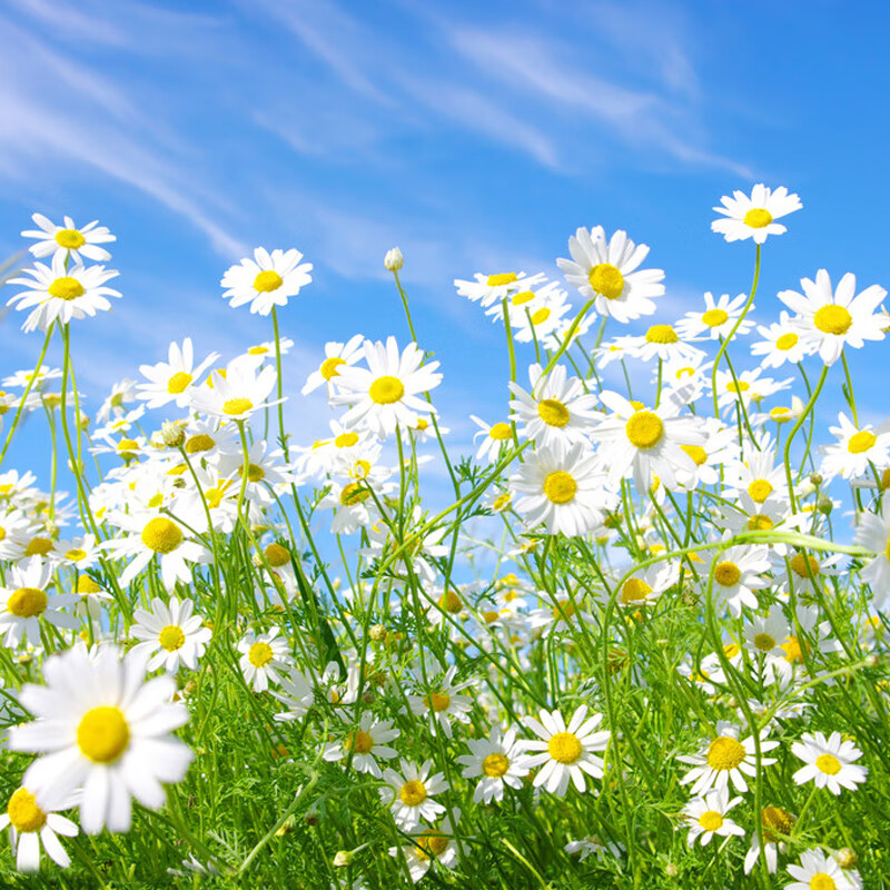 大滨菊种子园林景观花海庭院花卉种子多年生花籽草花菊花夏季美观 大