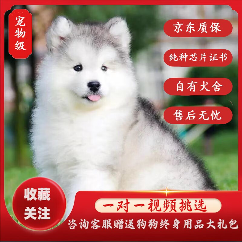 咯咪阿拉斯加狗狗活体纯种阿拉斯加幼犬烟灰色巨型版灰桃阿拉斯加犬