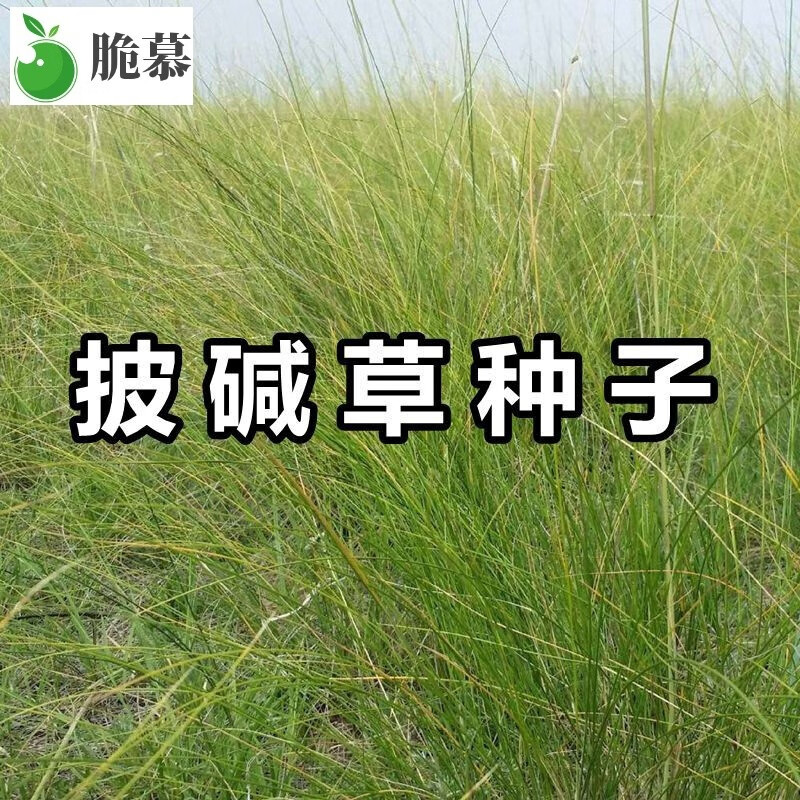 披碱草种子 碱茅草 抗风沙耐旱耐盐碱草籽耐寒多年生四季草坪种籽 500