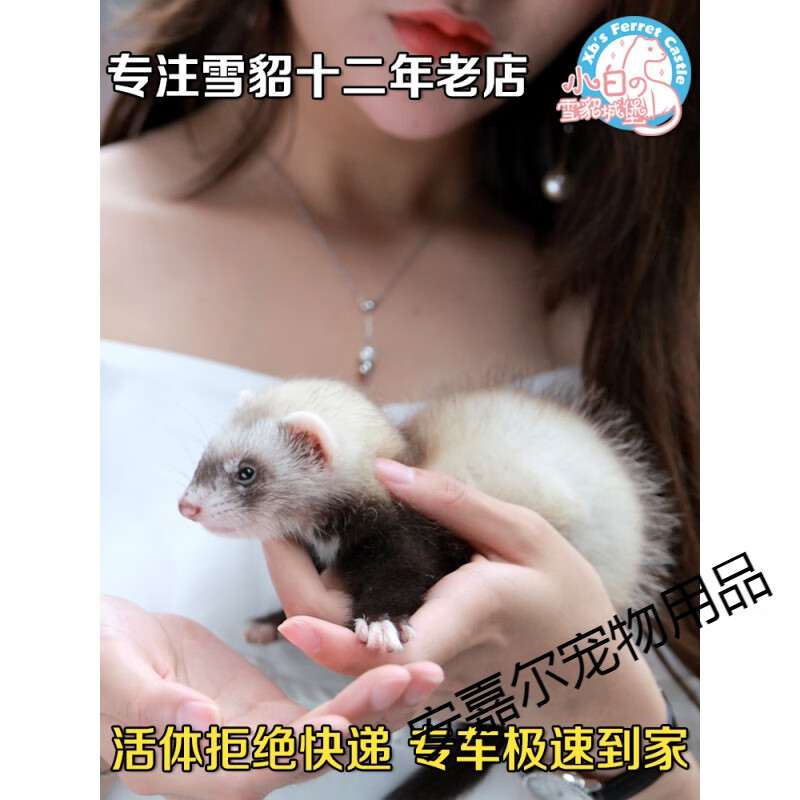 安哥鲁宠物貂活体安格鲁雪貂幼崽幼体宿舍小型动物稀有活物貂