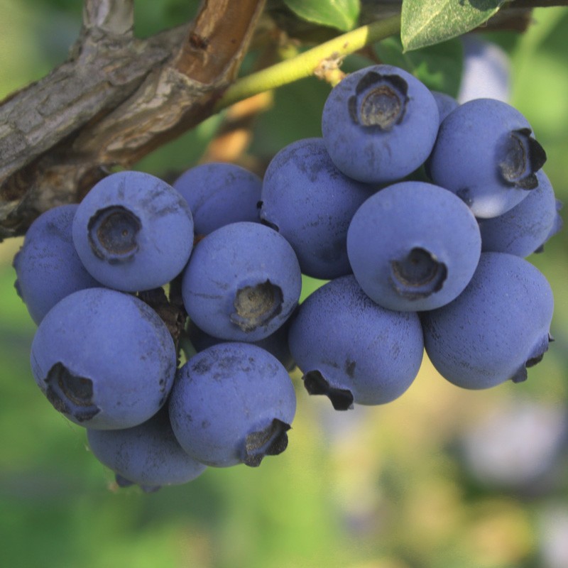 蓝莓苗四季南北方种植带原土发货 夏普兰4年苗带原土发货(当年结果)