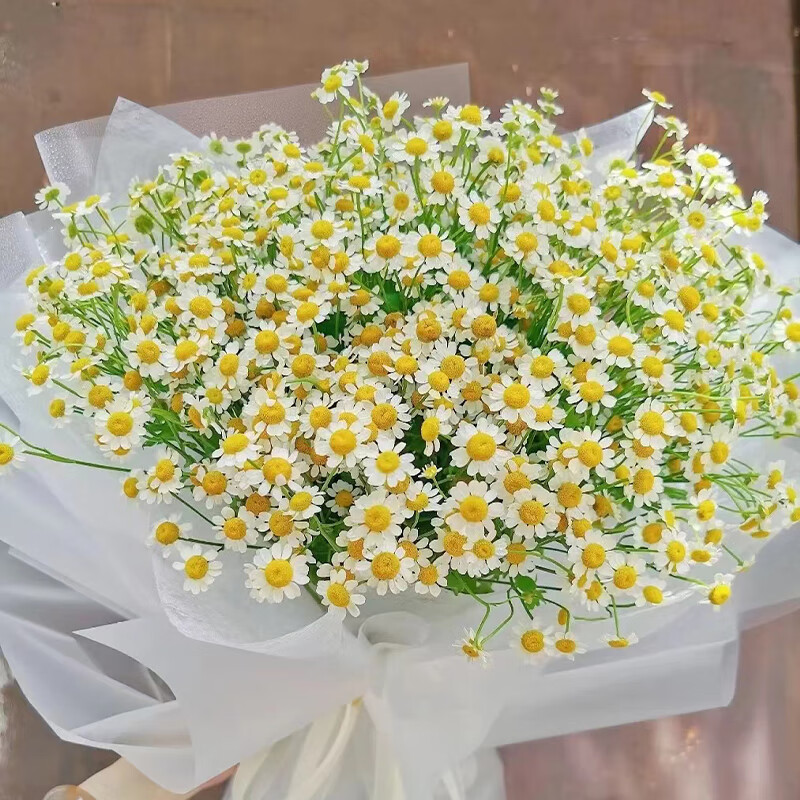 洋花种籽子室内外阳台花卉盆栽种植四季播种开花 【洋菊花种】200粒