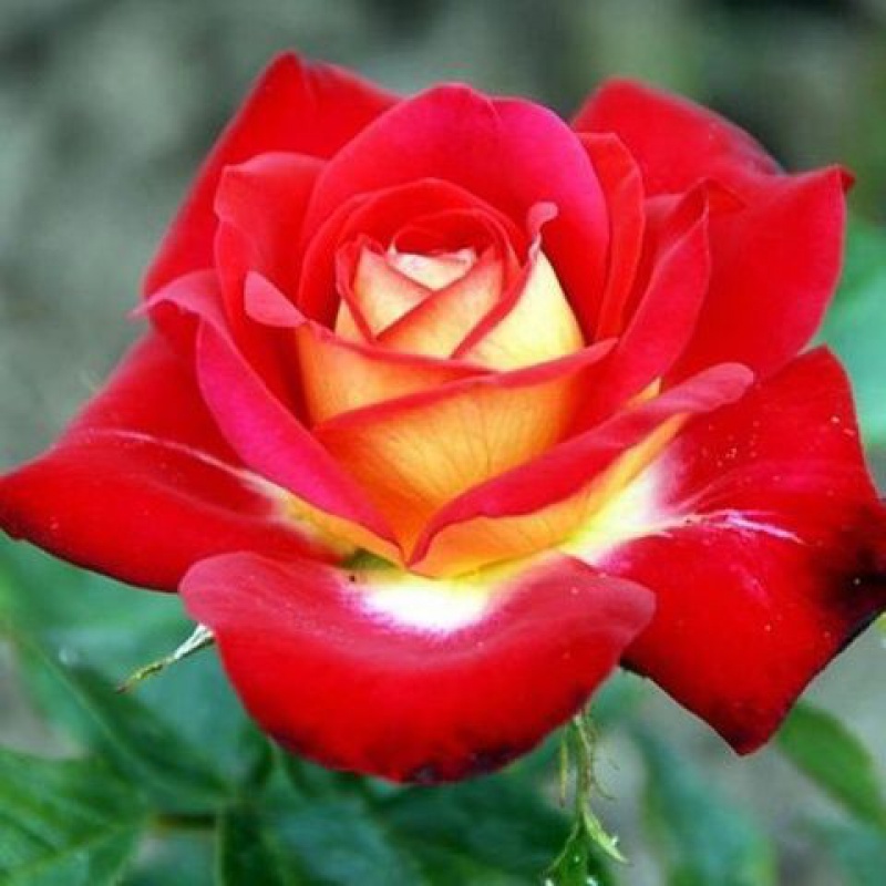 绿植四季浓香型生根粉金辉花好开花花苗