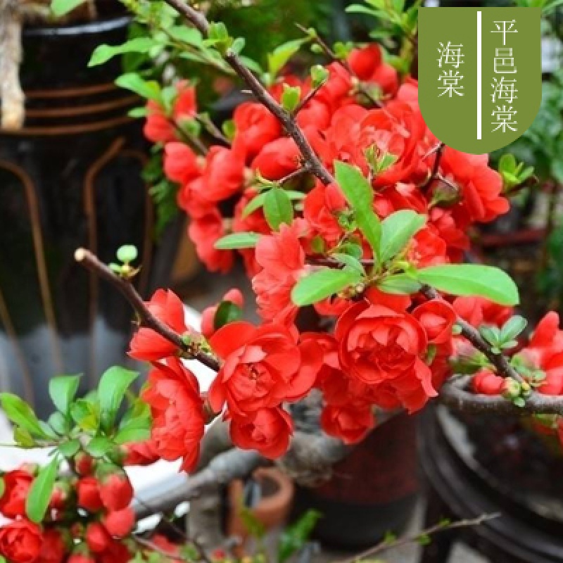 花苗花卉盆栽盆景老桩室内外观花绿植物庭院阳台四季开花 平邑海棠 4