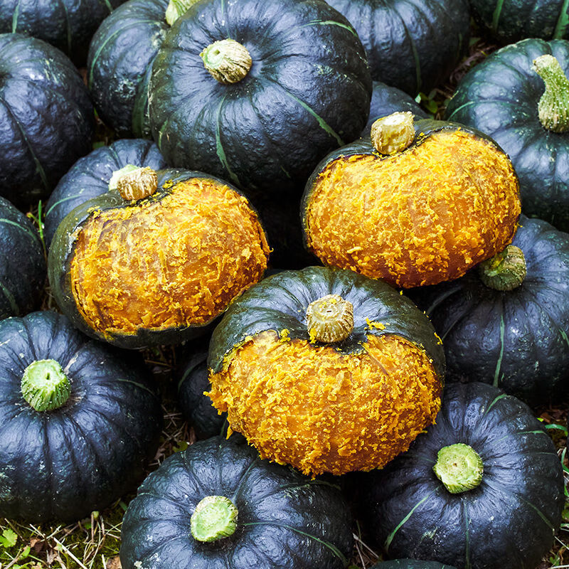 茄果瓜类价格波动查询|茄果瓜类价格走势图