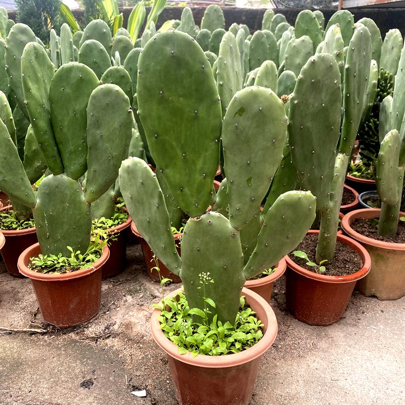 米邦塔仙人掌客厅喂乌龟做药材可嫁接室内植物室外盆栽绿植好养 1颗高