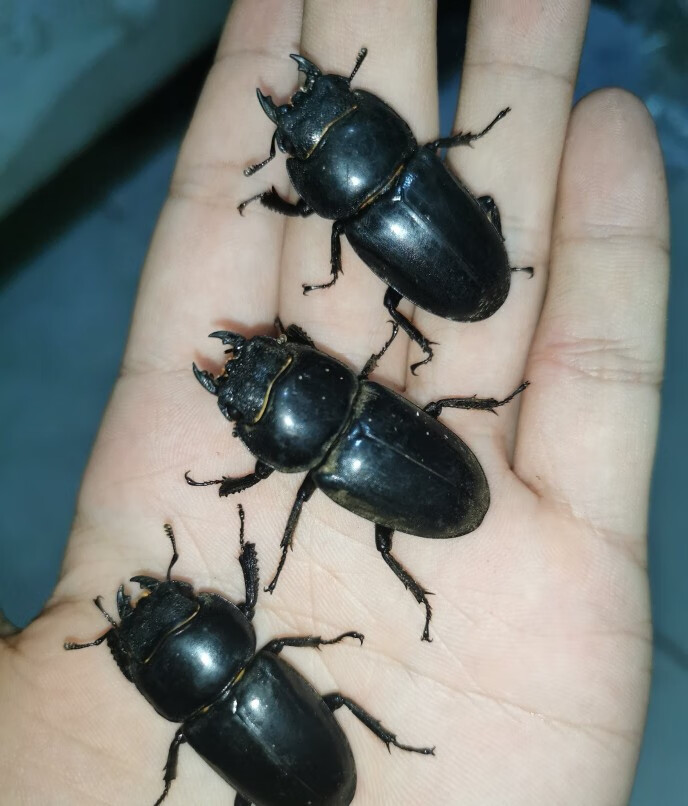 甲虫oo新手入门甲虫昆虫锹甲中华大扁锹甲成虫活体爬宠宠物爬虫 母虫