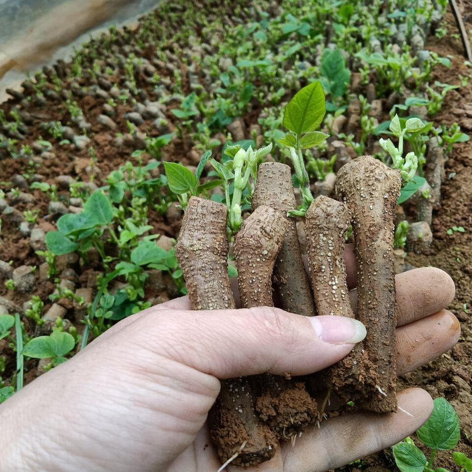 恩之达广西藤县正宗粉葛苗带芽种子种植黄金葛根苗高产无渣菜葛种苗