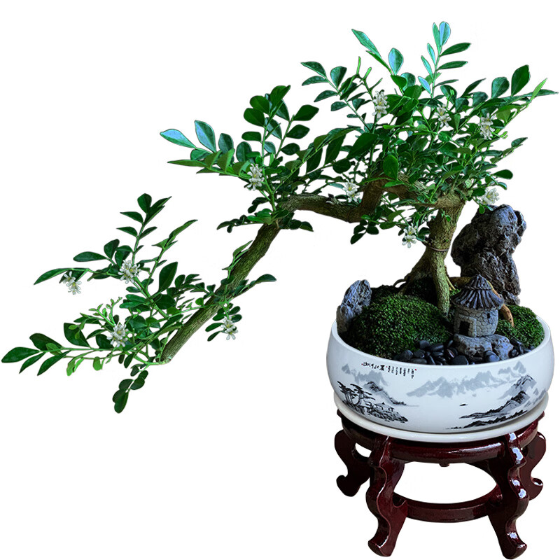 九里香盆栽中式盆景悬崖造型小老桩办公室内驱蚊绿植花卉书桌植物 悬崖式九里香(紫砂盆) +木架 整套成品（山石苔藓，带盆种好）