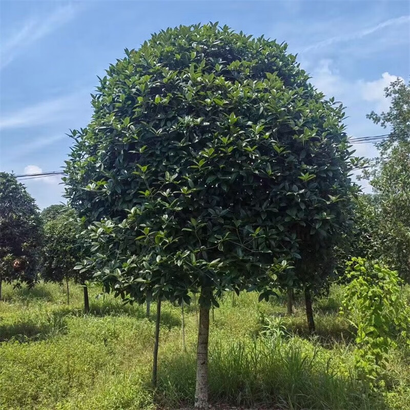 虹弦桂花树大树高杆原生金桂丹桂树苗盆栽地栽四季桂庭院别墅耐寒花卉 原生四季桂【浅黄色】 5公分粗1.5-1.7米高