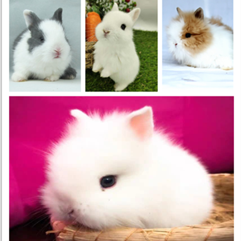别态萌 侏儒兔子活体小型长不大宠物兔茶杯兔可做造型