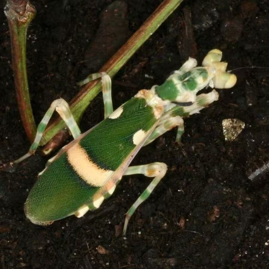 螳螂现货中华大刀螳螂幼体个性爬宠爬虫昆虫兰花刺花 弧纹3龄