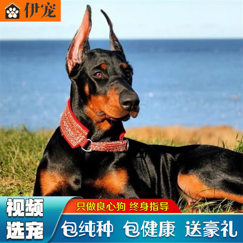 伊宠杜宾犬 幼犬纯种宠物狗狗活体小狗活物 宠物级 公高性价比高么？