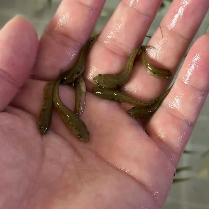 莱羡朵精选七星鱼观赏鱼阿萨姆冷水鱼凶猛眼镜雷龙鱼淡水观赏鱼活体耐