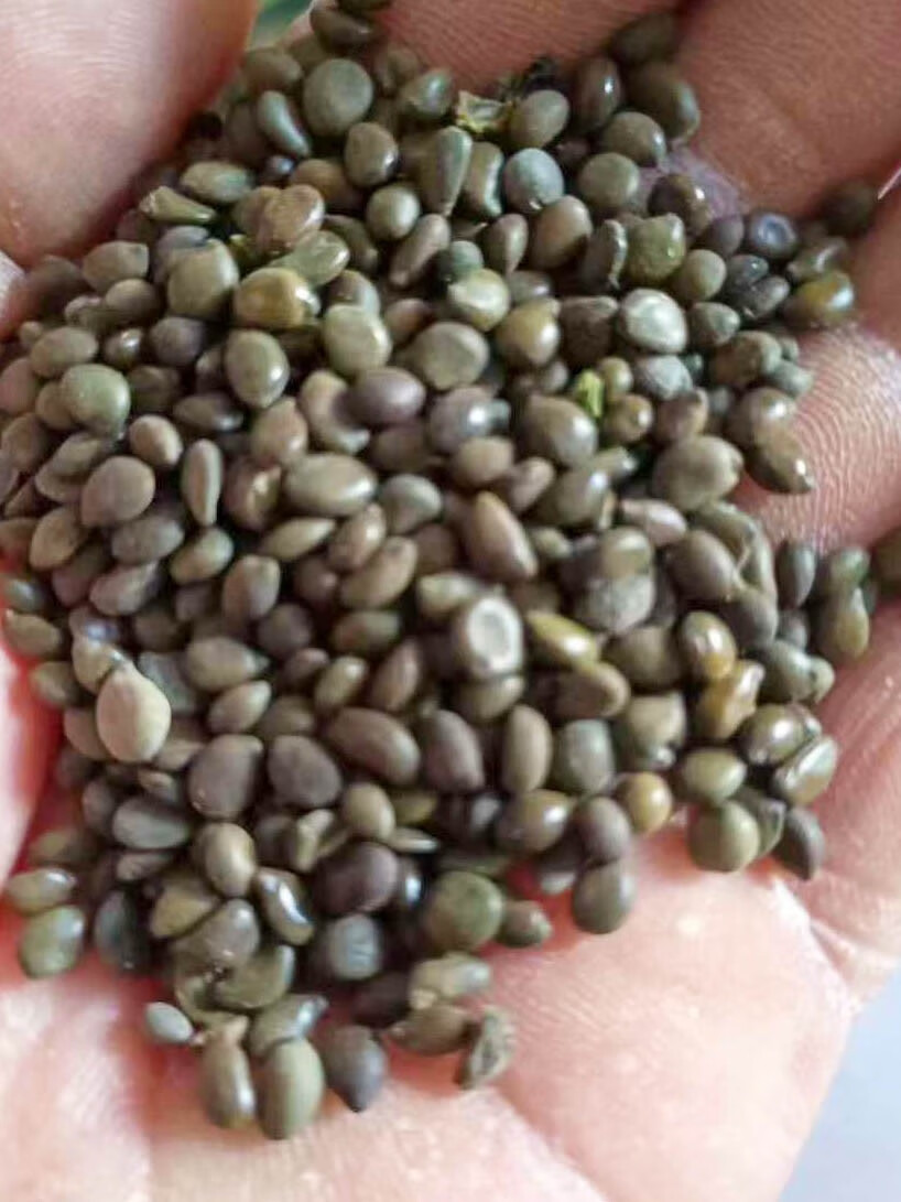 楓隅黄花槐种子绿化行道树种籽籽 黄花槐种子一斤