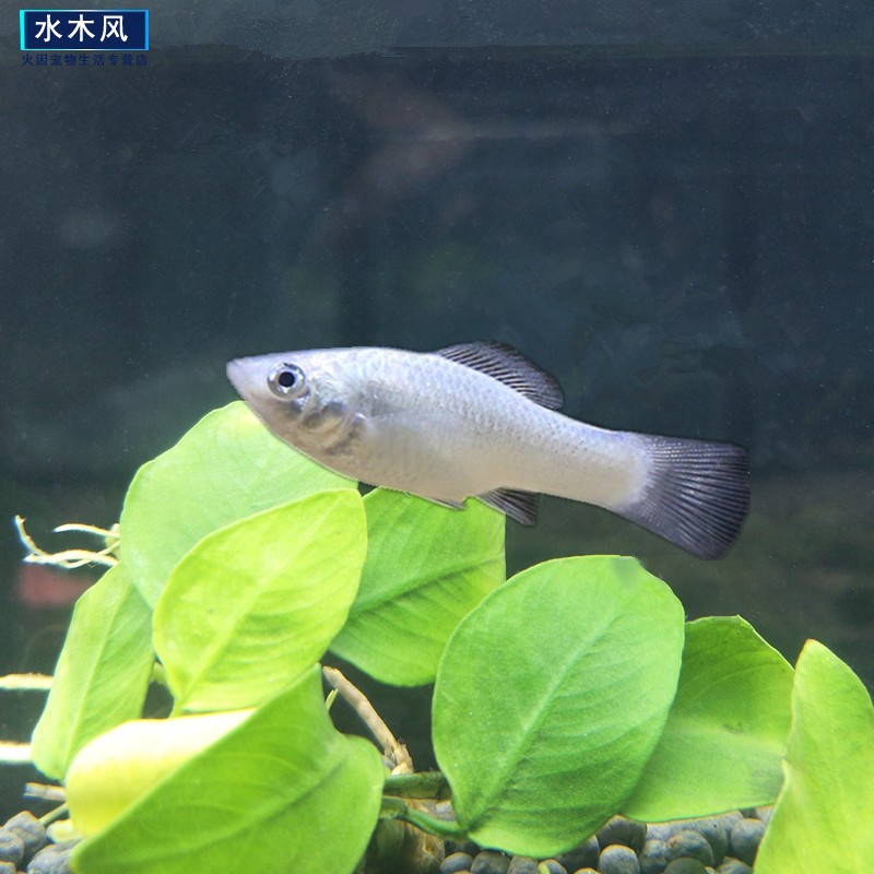 热带观赏鱼小型鱼胎生鱼红玛丽球鱼生小鱼好繁殖公母淡水活体 乳白色