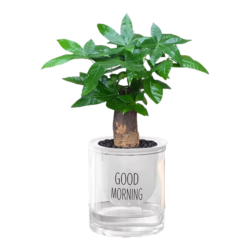 ���ڲ�������������ֲ���Զ��⻨������ֲ����������ˮ����ֲ�칫�ҿ���ֲ������ ���������вƾ۸��� 7.9Ԫ