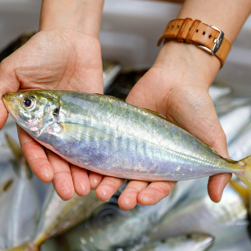 鲜可居东山岛养殖巴浪鱼 土豪蓝眼鯵 盐焗竹荚鱼刺身 新鲜冰冷冻 1kg