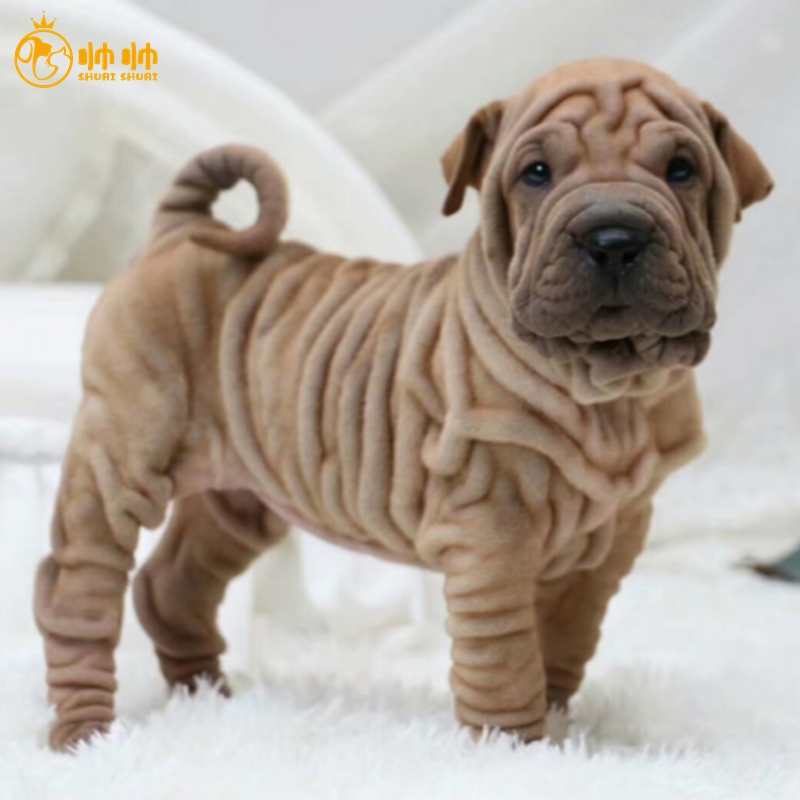 帅帅名宠 沙皮狗活体幼犬短毛狗 幼犬    大沥犬北京实体 支持上门