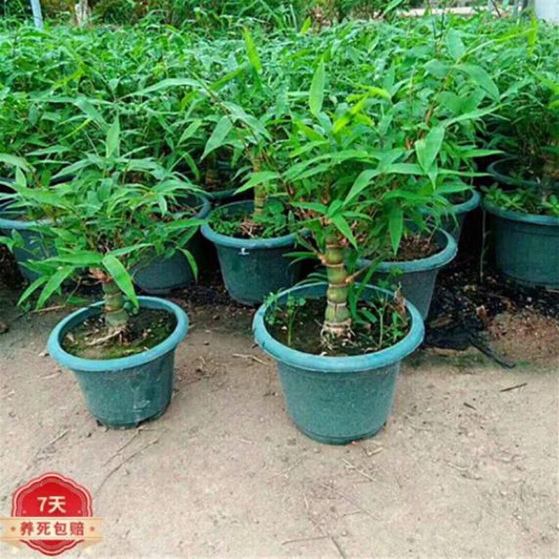 ������辰���� ���ڳ������������ֲ �޺���ͥԺ��ɽ��ˮʯ����D7 4-5��С�粻������ С�����2��һ����