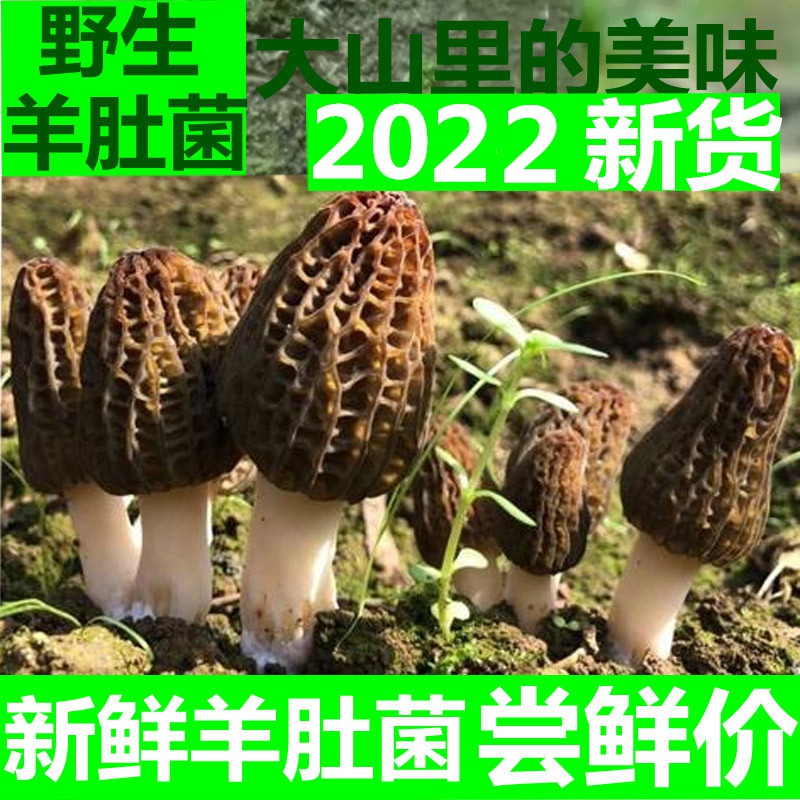 菌妙羊肚菌新鲜1000g云南特产羊肚菇蘑菇头茬食用菌煲汤非干货 1000g