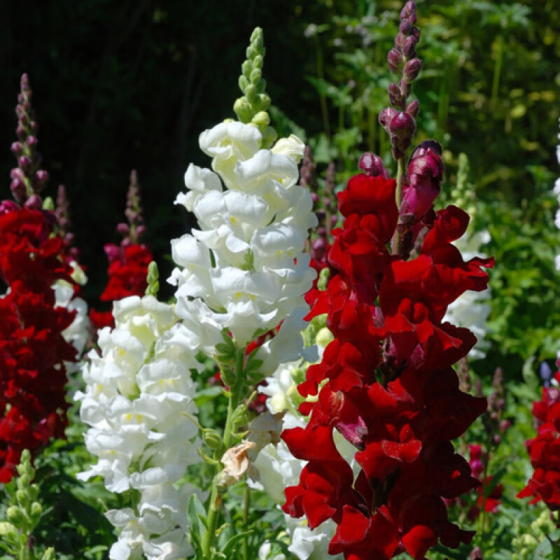 播种心情 金鱼草种子 宿根多年生混色花卉种籽易活易种阳台庭院盆栽