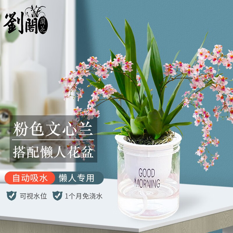 粉色梦香5苗不带花,配懒人盆