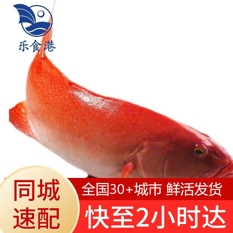 乐食港【活鲜】 同城速配 鲜活东星斑1.3-1.5斤/一条  海鲜水产
