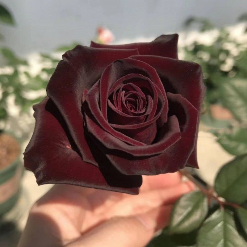 中梦  路易十四玫瑰苗四季老桩大花黑玫瑰花苗花卉阳台盆栽耐寒 路易