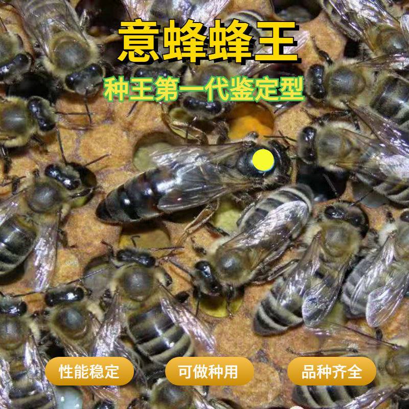 糜岚(mielanat)意蜂蜂王意蜂王种王黄金意蜜王浆王新开产王蜂王生产王