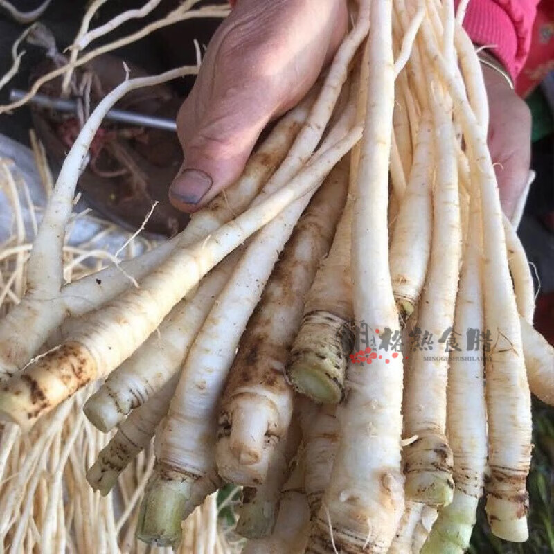 云南蔬菜 新鲜茴香根 煮汤炖排骨 软糯老品种500克 一斤