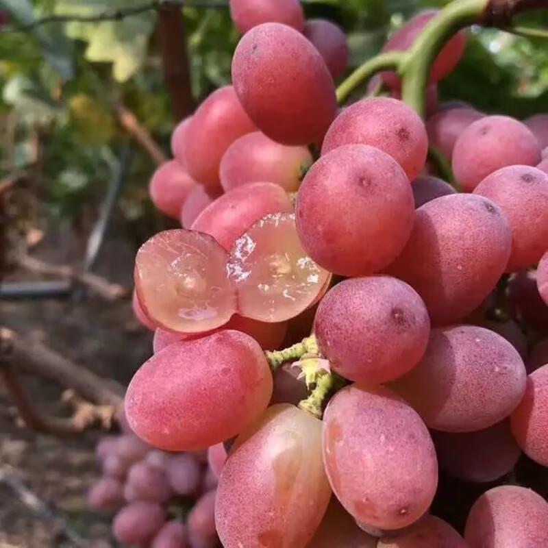 【精选】现摘现发红提无籽葡萄克伦生无籽提应季水果孕妇宝宝新鲜 4斤