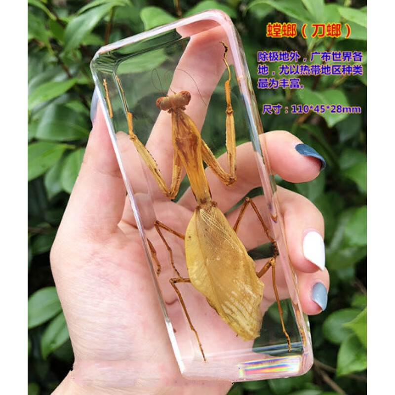 昆虫标本创意礼品幼儿园真实昆虫标本树脂动物标本真虫 黑色 精品螳螂