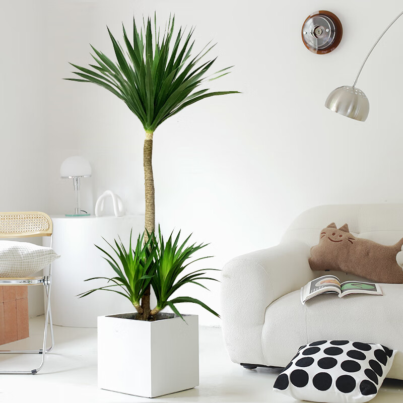 惜林园龙须树盆栽客厅风水树绿植大型室内龙血树办公室植物太空铁