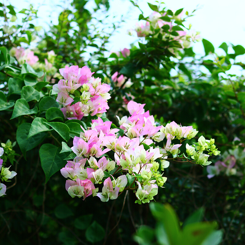 三角梅 绿叶樱花 花色白粉渐变不怕晒易阳台庭院花卉盆栽 绿叶樱花 含盆