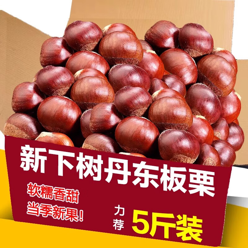 丹东新鲜板栗生栗子当季5斤现摘毛油栗子嫩板栗锥栗整箱生鲜蔬 5斤 【严选大果】