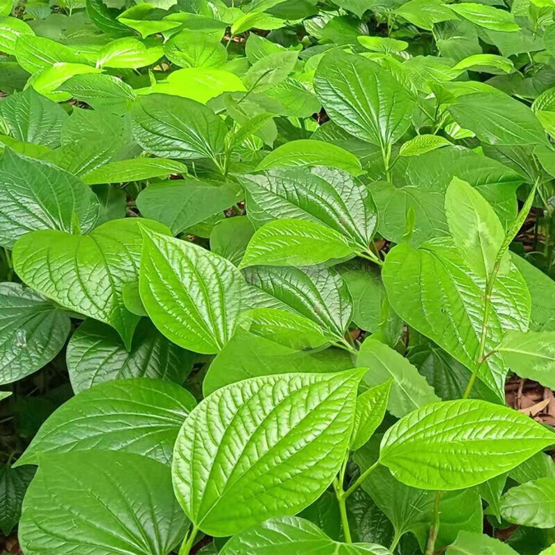 真果沁 新鲜蛤蒌叶假蒌叶炒田螺哈喽叶饺子馅篓叶 500g