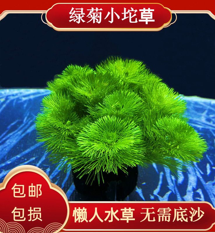 绿菊小坨草缸鱼缸造景水草绿植无土懒人水培增氧淡水草阴性活体植 绿