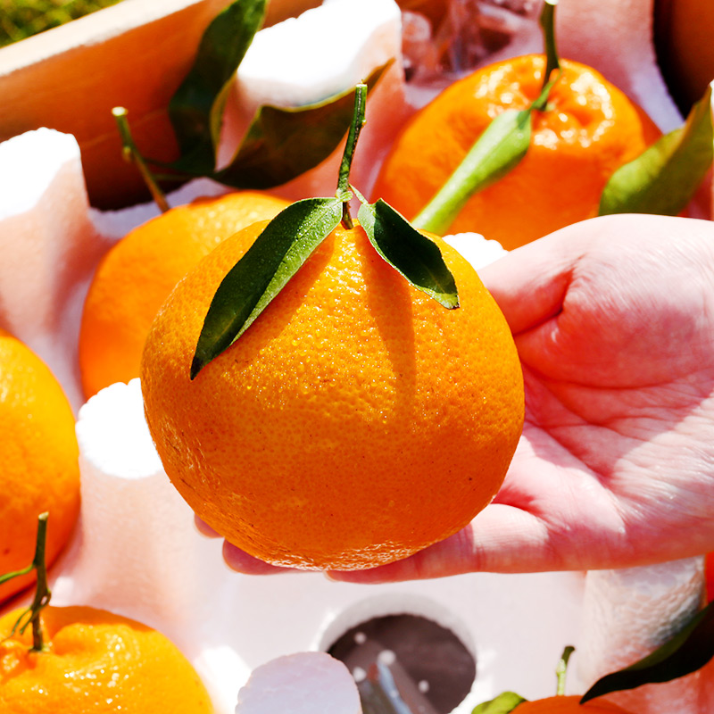 uncle lemon四川春见耙耙柑当季新鲜水果丑橘丑柑整箱高山种植产地现摘现发 5斤 大果【真心甜甜】新鲜现摘丨个头均匀