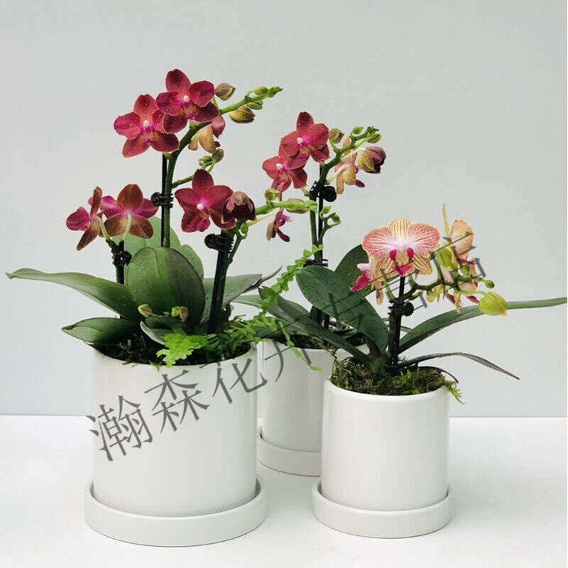 蝴蝶兰 好养兰花 洋兰 年宵花 绿植花卉小盆栽 容易复花花期长 低于