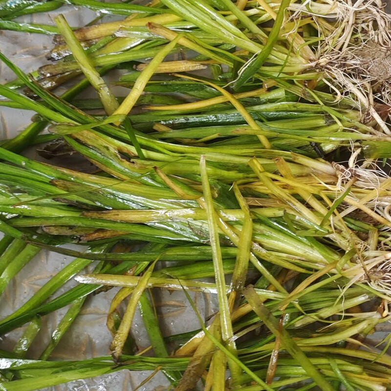 江影清四季常青长叶苦草矮生苦草扁担草鱼虾蟹养殖净化水质增氧龙虾 1