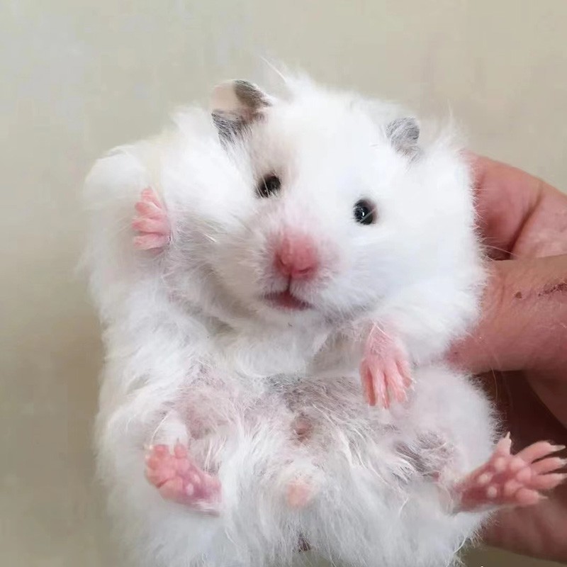 宠物仓鼠活物小仓鼠幼崽活体仓鼠宝宝金丝熊 长毛白熊1只 可备注公母