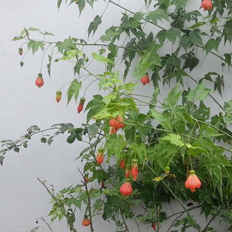 御春阁垂吊花卉木本灯笼花风铃扶桑花纹瓣悬铃花金铃花盆栽倒挂金钟花苗 4年苗 当年开花 带土球