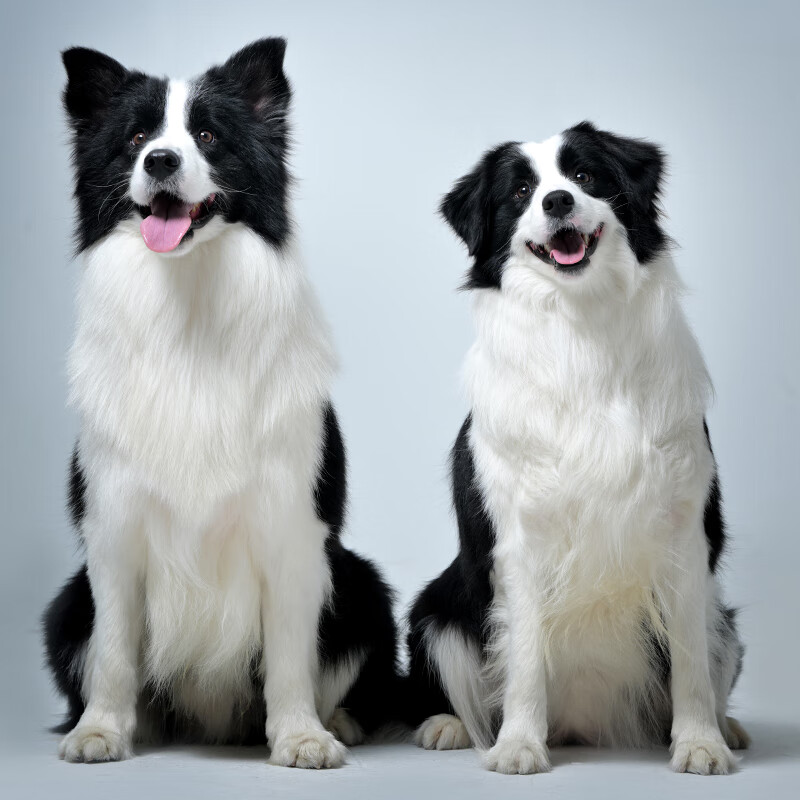 别恙宠北京三通七白边牧幼犬活体陨石宠物狗犬舍赛级双血统边境牧羊犬 血统级繁育计划金（咨询客服）怎么看?