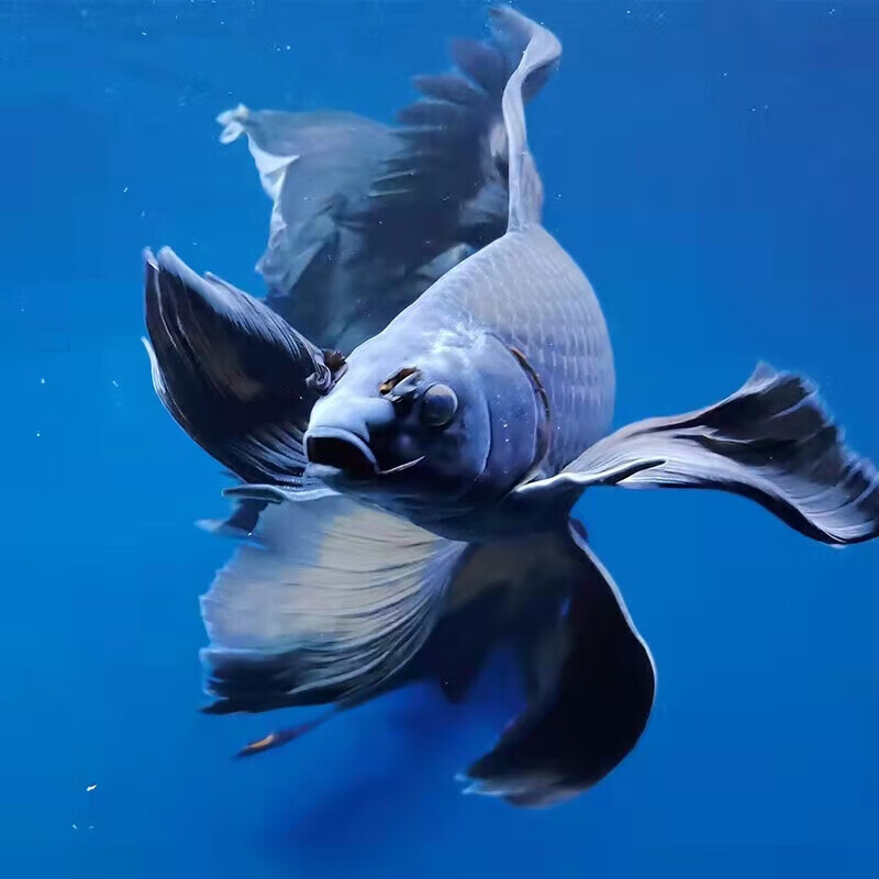 奶萝慧星蝴蝶鲤黑金锦鲤鱼黑色活鱼冷水易活纯种长 5-7cm两条黑彗星