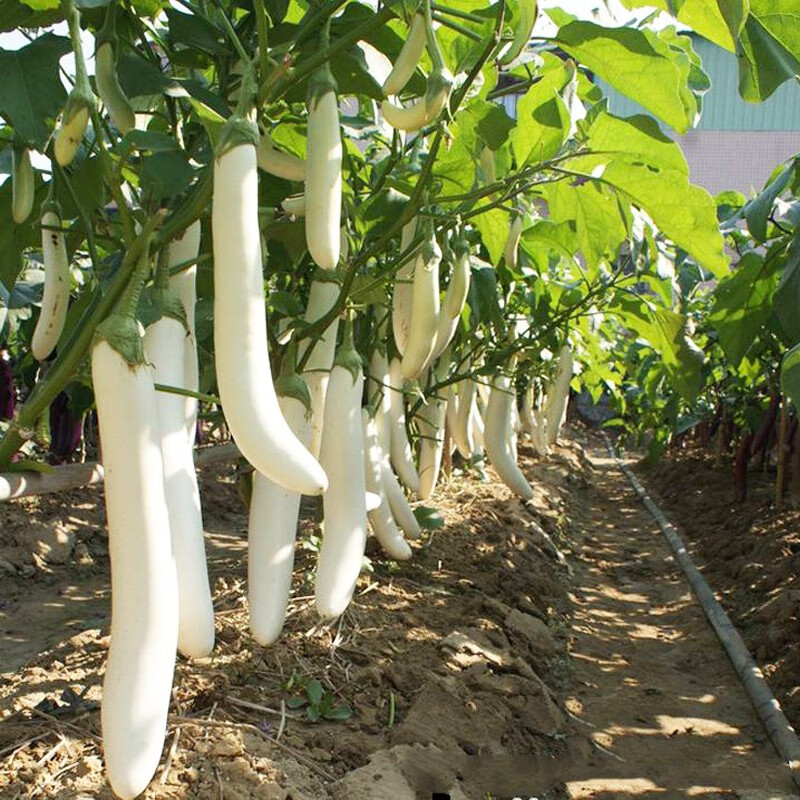 白茄子 相关京东优惠商品人气降序 价格图片品牌优惠券 虎窝购