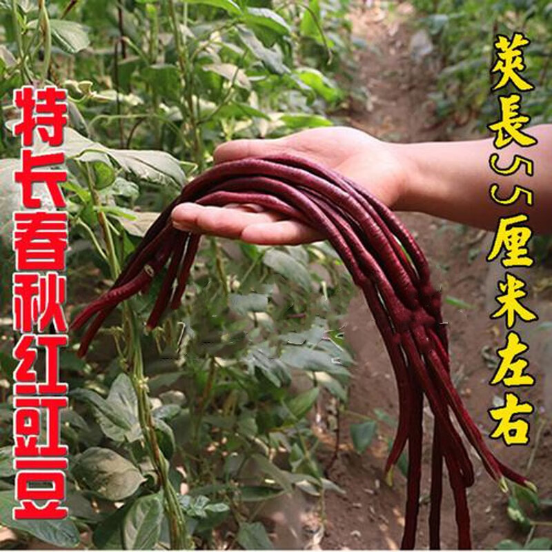 绿国春秋特长红豇豆种子紫豆角早熟豇豆四季播种耐热抗病 春秋长红