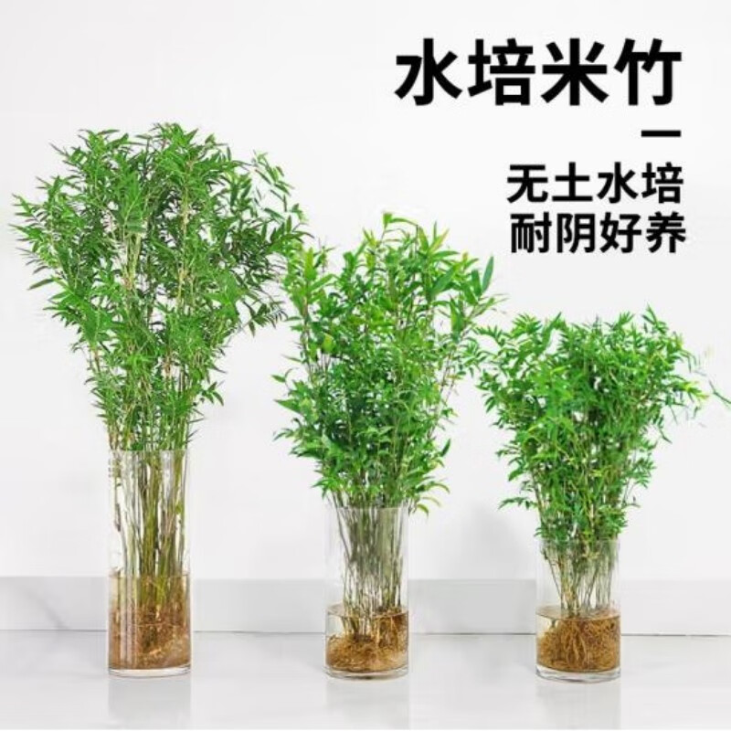 意轩水培米竹 竹子盆栽绿植物室内客厅盆栽 10根水培米竹（不含瓶）